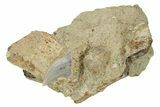 Hooked White Shark Tooth Fossil on Sandstone - Bakersfield, CA #238324-1